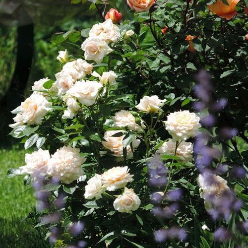 Kremowy - Róże pienne - z kwiatami bukietowymi - korona krzaczasta